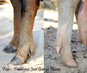 Patas Manchado de Jabugo