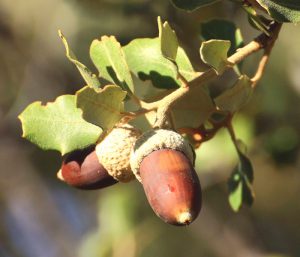 bellotas encina