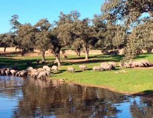 cerdos ibéricos cebo campo cerdos ibéricos cebo campo